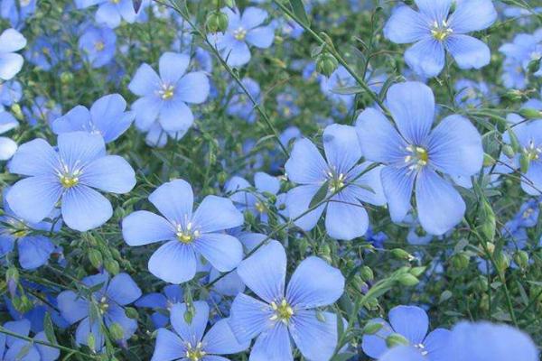 藍花亞麻的種植方法
