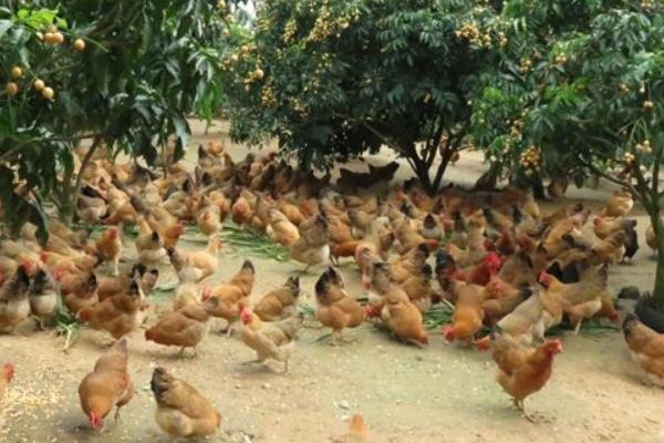 雞輸卵管炎特效藥