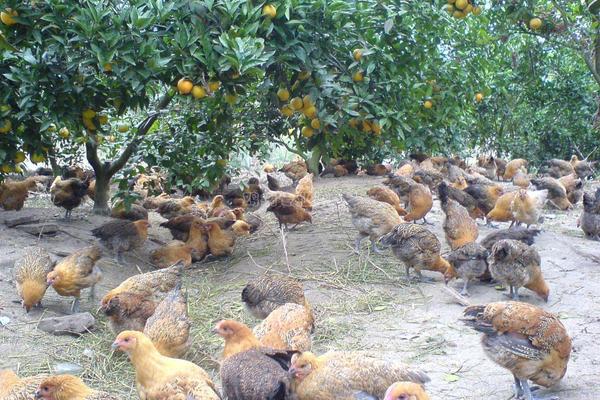 雞輸卵管炎特效藥