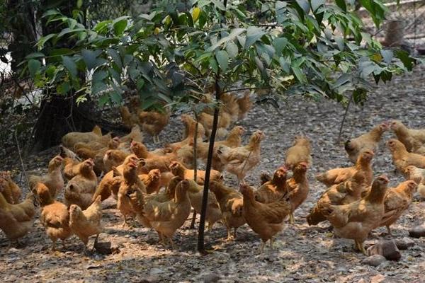 雞輸卵管炎特效藥