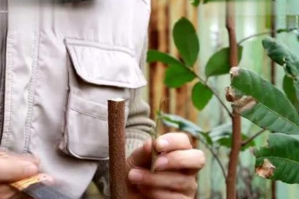 龍眼嫁接是什么月份