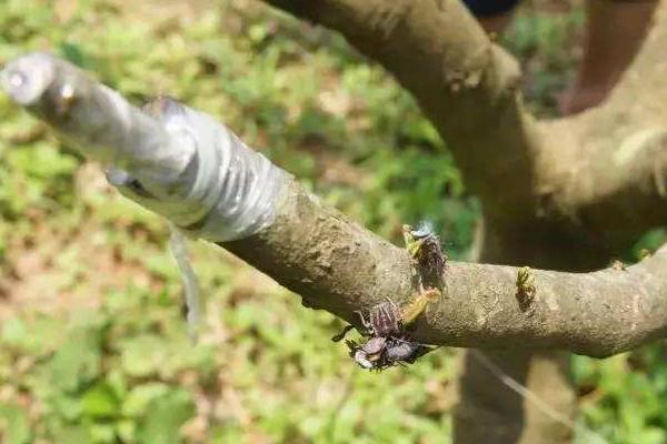 龍眼嫁接是什么月份