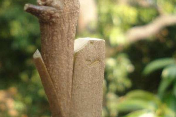 龍眼嫁接是什么月份