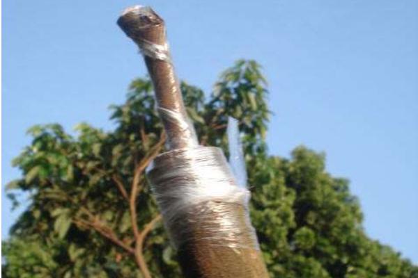 龍眼嫁接是什么月份