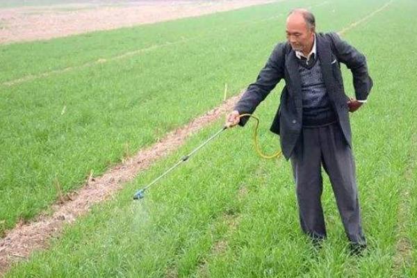 麥子除草劑什么時(shí)候打