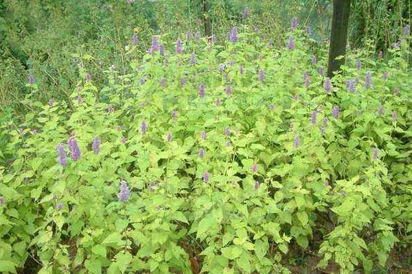 霍香的種植方法和種植時間