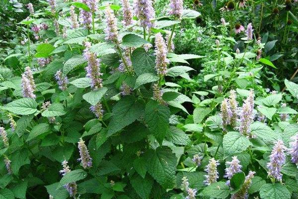 霍香的種植方法和種植時間