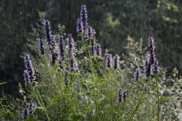 霍香的種植方法和種植時間