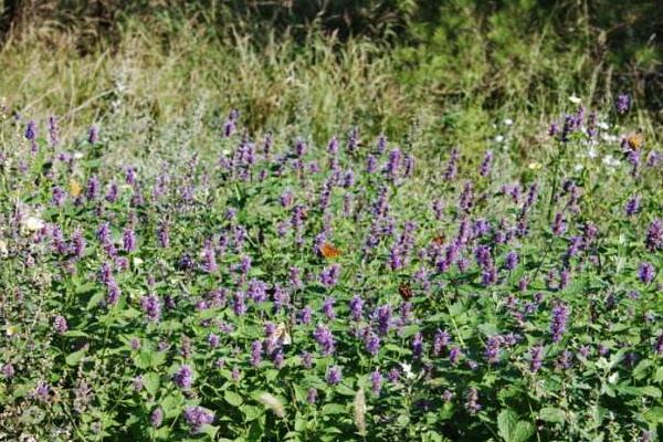 霍香的種植方法和種植時間
