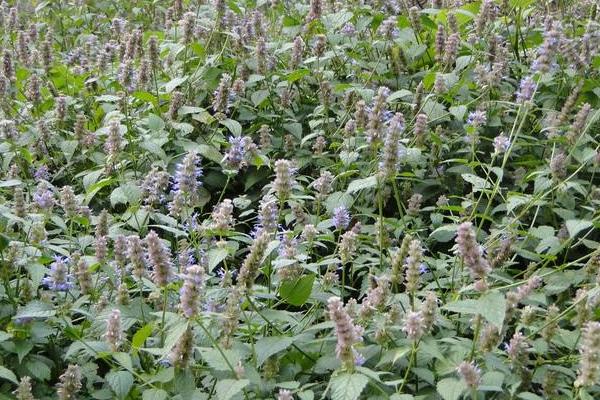 霍香的種植方法和種植時間