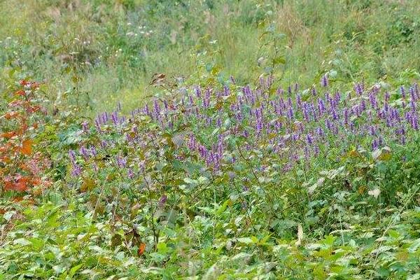 霍香的種植方法和種植時間