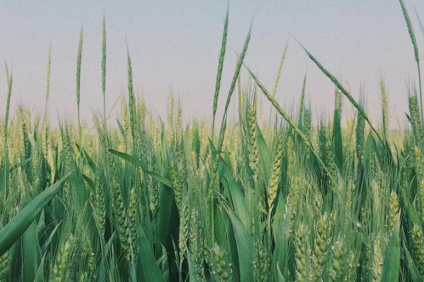 麥收是什么季節