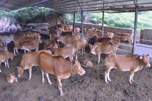 養(yǎng)牛的利潤(rùn)與風(fēng)險(xiǎn)和成本