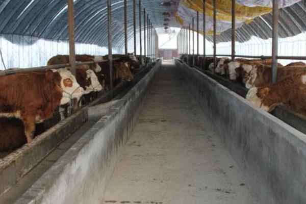 養(yǎng)牛的利潤(rùn)與風(fēng)險(xiǎn)和成本