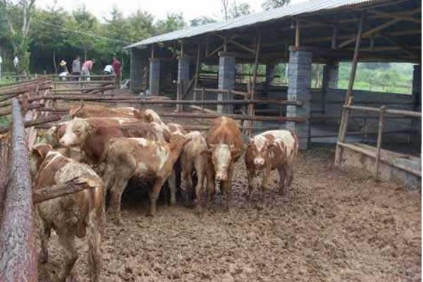 養(yǎng)牛的利潤(rùn)與風(fēng)險(xiǎn)和成本