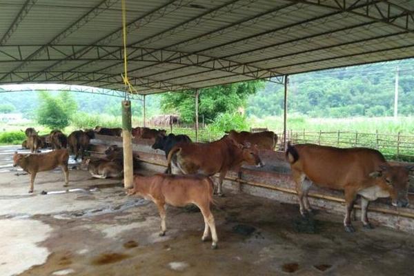 養(yǎng)牛的利潤(rùn)與風(fēng)險(xiǎn)和成本