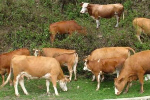 養(yǎng)牛的利潤(rùn)與風(fēng)險(xiǎn)和成本