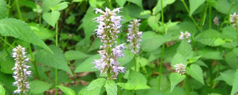 霍香的種植方法和種植時(shí)間