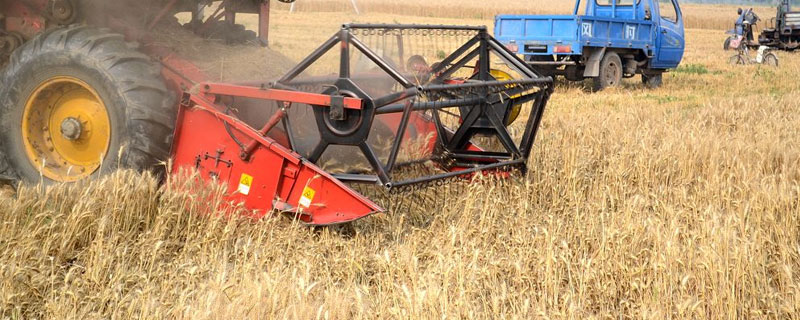 麥?zhǔn)帐鞘裁醇竟?jié)