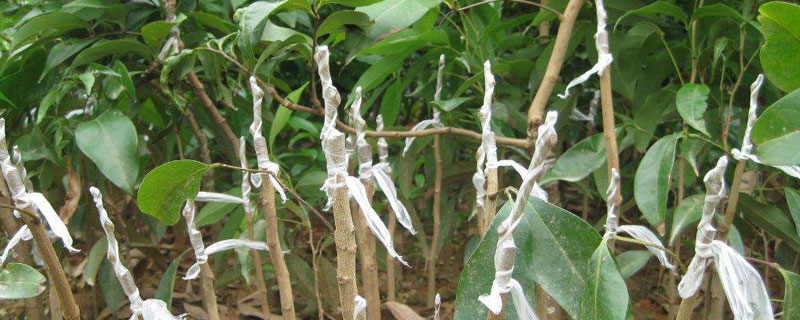 龍眼嫁接是什么月份