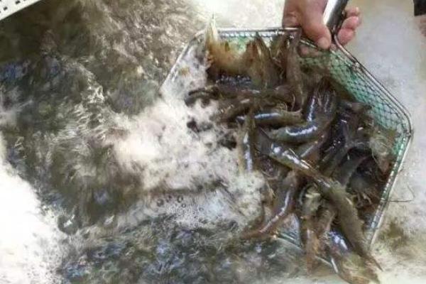 大棚養蝦的利潤與成本