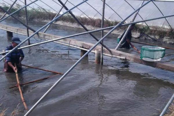 大棚養蝦的利潤與成本