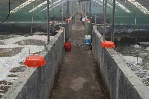 大棚養蝦的利潤與成本