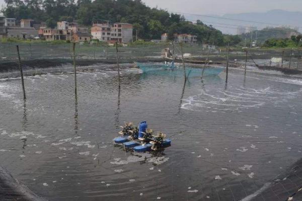 大棚養蝦的利潤與成本