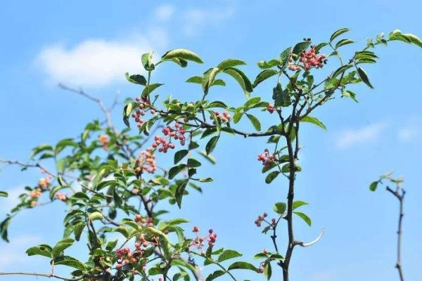 花椒病蟲(chóng)害用藥防治表