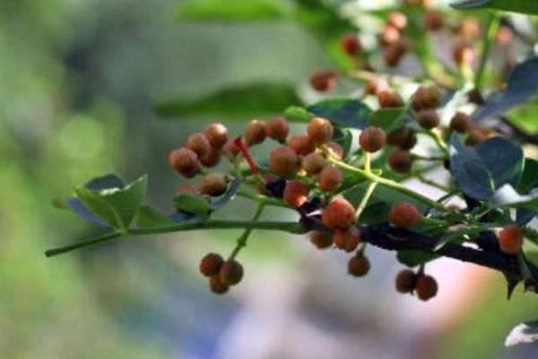 花椒病蟲(chóng)害用藥防治表