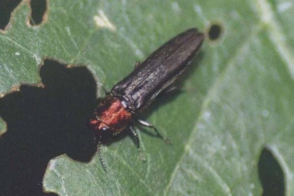 花椒病蟲(chóng)害用藥防治表