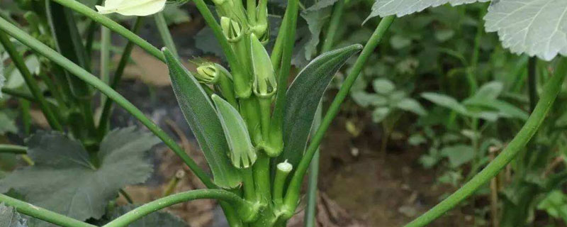 秋葵育苗方法和時(shí)間