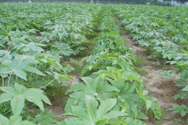 蓖麻畝產(chǎn)量