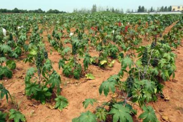 蓖麻畝產(chǎn)量