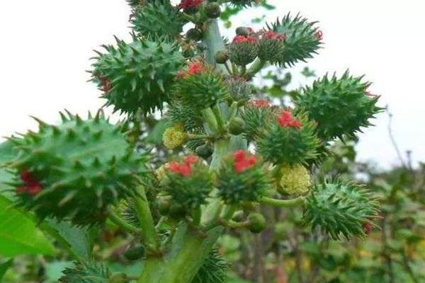 蓖麻畝產(chǎn)量