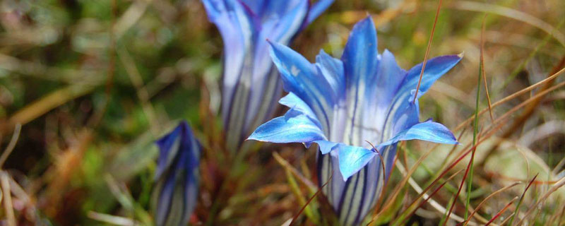 北方種植什么藥材