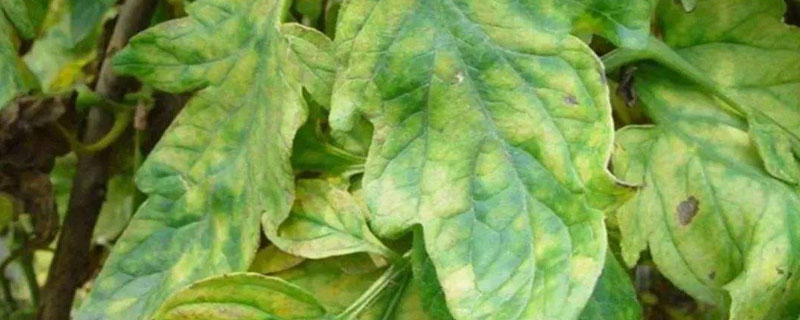西紅柿頂部葉片發黃是怎么回事？如何防止