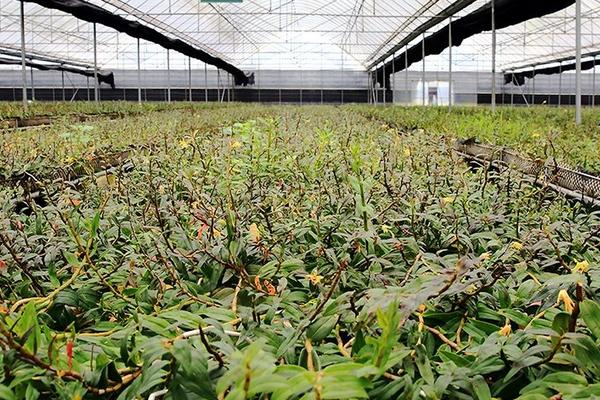 鐵皮石斛種植條件