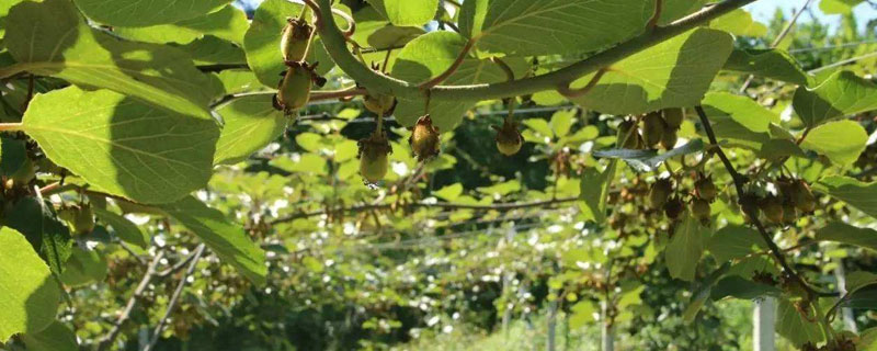 獼猴桃春季施什么肥