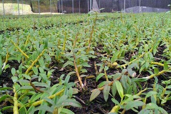 鐵皮石斛種植條件