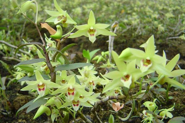 鐵皮石斛種植條件