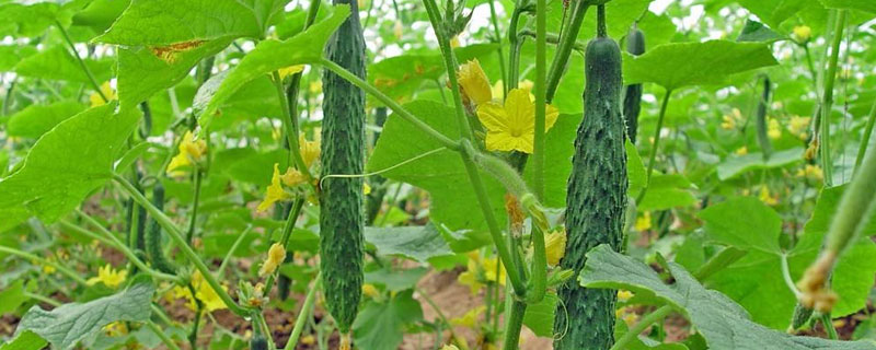 黃瓜增產(chǎn)偏方