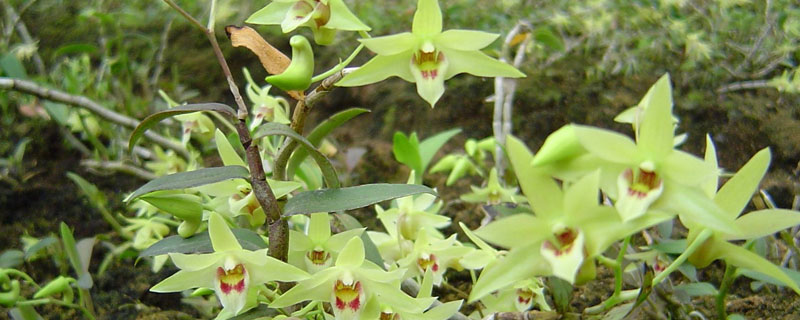 鐵皮石斛種植條件