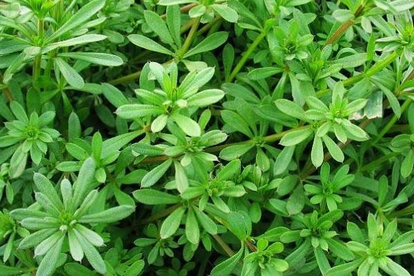 雙氟磺草胺都除什么草