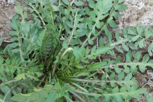 雙氟磺草胺都除什么草