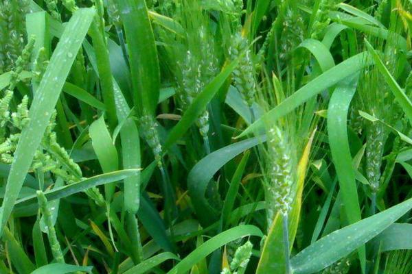 雙氟磺草胺都除什么草