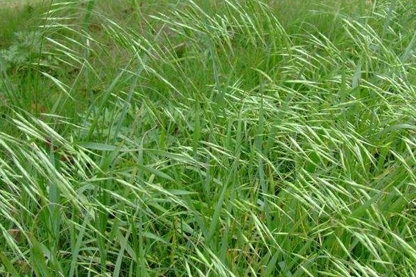 雙氟磺草胺都除什么草