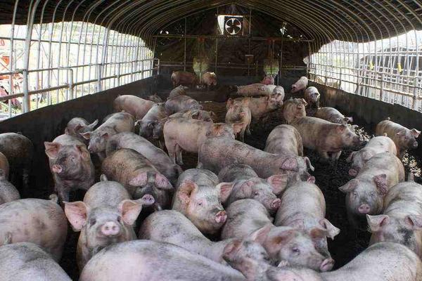 豬場得了非洲豬瘟會全軍覆沒嗎