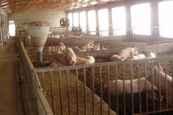 豬場得了非洲豬瘟會全軍覆沒嗎