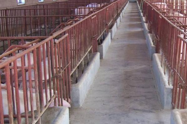 豬場得了非洲豬瘟會全軍覆沒嗎